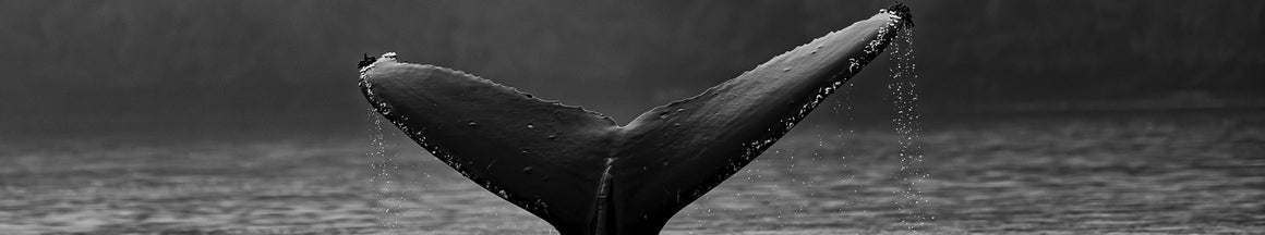 Gowings Whale Trust